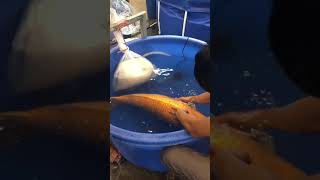 Koi Grand Champion Tewas