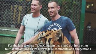 Tiger Kingdom Roaring Forward - Full Clip