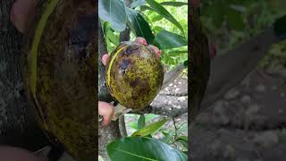 Big Mango From Indonesia