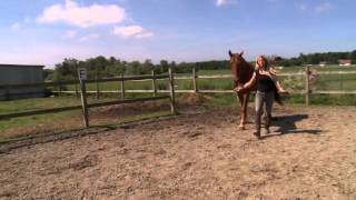 Leadership - reach an even higher status. When Horses Choose. Mia Lykke Nielsen.
