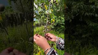 Kashmiri Fruits