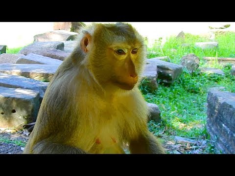 lovely pigtail girl Ashley you are the most beautiful girl / Monkey Post