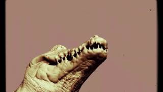 Alligator Animation