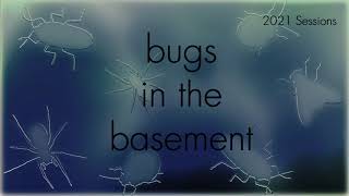 Bugs In The Basement - Pseudohylesinus Nebulosus aka The Douglas-Fir Pole Beetle