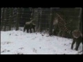 Cheetah Cubs Make Public Debut At Omaha's Zoo