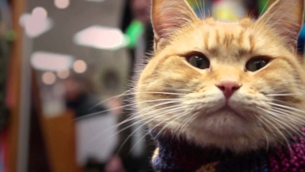 A Street Cat Named Bob [Working A Street Cat Named Bob]