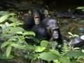 Complex Mating Rituals of Chimpanzees in the Jungle | BBC Studios