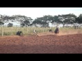 PROVA DE LAÇO COMPRIDO - RANCHARIA SP