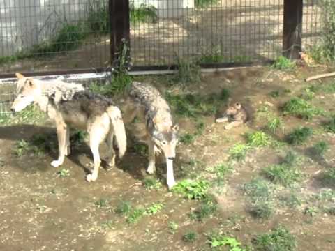 札幌・円山動物園シンリンオオカミ親子の風景