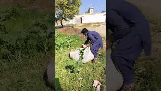 The Farmer Of The Village Gathers And Picks Up The Gr