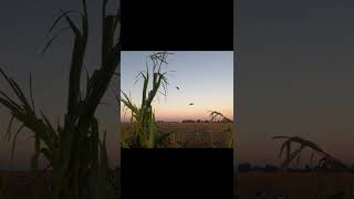 Missing goose season