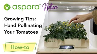 Growing Tips: Hand pollinating your tomatoes