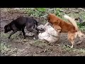 Dog Fighting while Stuck the other dog
