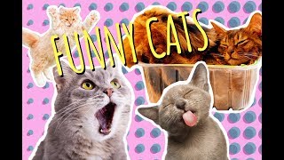 Funny Cats Compilation
