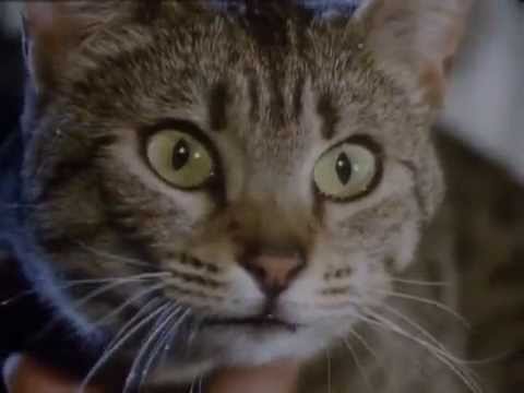 BBC Koshki 1 2002 XviD DVDRip