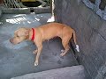 Siapa Bilang Anjing Pitbull Itu Ganas images Siapa Bilang Anjing Pitbull Itu Ganas