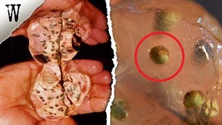 4 UNEXPLAINED MYSTERIES Science Hasn't Solved Yet