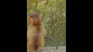 Monkey