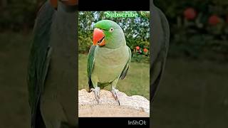 Beautiful Parrot