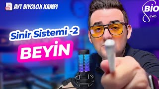 Sinir Sistemi-2 Beyin Ayt Biyoloji Konu Anlatımı 11. Sınıf 2024