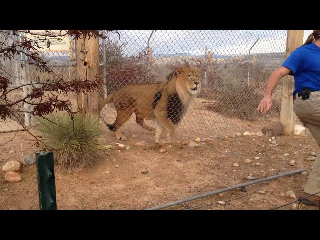 Remember Never To Show Fear In Front Of A Lion! - Video