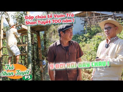 TRÀ SHAN TUYẾT (P.3): Color Man mua lá trà Shan Tuyết 700 năm tuổi với hy vọng trường thọ bất lão!