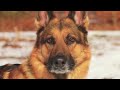 The Danish Dog Act- Guilty until proven innocent