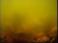 Time-lapse: Oysters Filtering Water