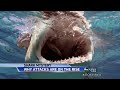 Shark Sightings On Rise Near Shore images Shark Sightings On Rise Near Shore