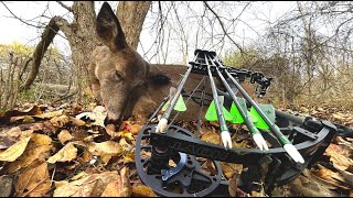 Doe Kill Compilation 21 Bow