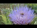 Solitary Insect | RM. Solitary Insect | RM.