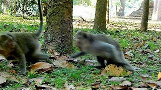 My God , Popeye walk near poo Donkey by request | Why Donkey warning Popeye Like that? |
