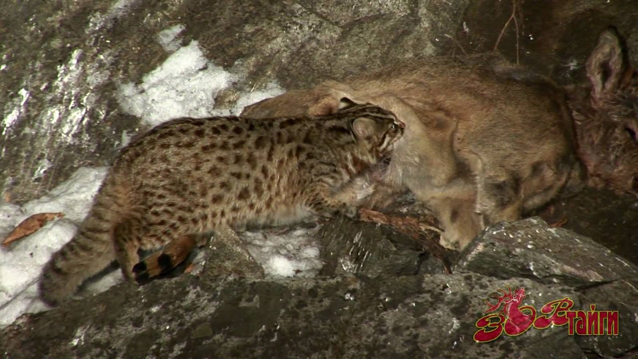 Лесной кот & косуля Leopard cat vs Roe Dear