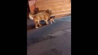 Dog Stops The Cat Fight