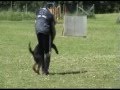 Rottweiler biting and killing figurant IPO
