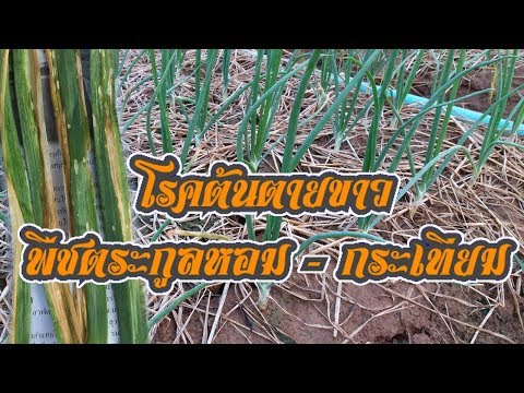 โรคต้นตายใบขาว / โรคพืชที่สำคัญทางเศรษฐกิจ