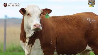 LOTE 74 | Remate Braford Estância do Sossego 2021