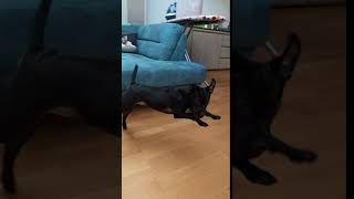 Patterdale Pup Jumping Jack Terrier Art Fell Bsl Estacado Spyker 4 Months