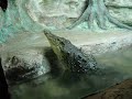 Нильский крокодил на Южном Берегу Крыма в Алуште.
