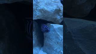 Mbuna