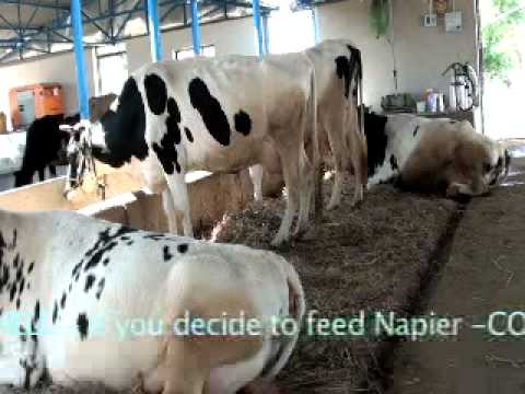 India Dairy Farm