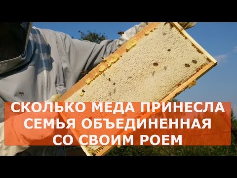 Как сделать семью медовик на главный взяток Как сделать семью медовик на главный взяток