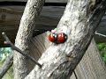 Ladybug Sex aka "Foxey Ladybug!"
