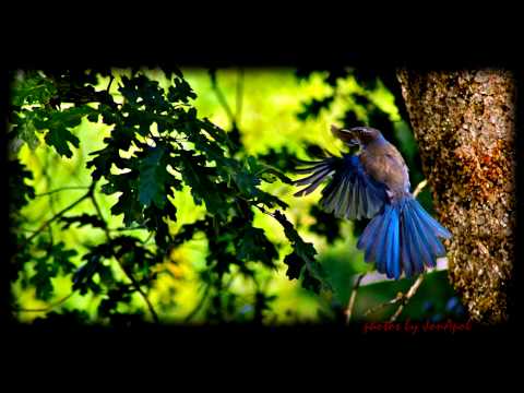 Draw me close to You (Donnie McClurkin) - cover