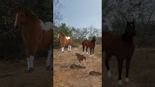 Two Horse Mouse Falcon