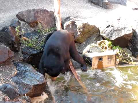東山動物園 マレーグマ♪ 001．MOV