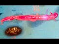 Story Of Encounter With The Candiru – The Fish That Can Swim Up Inside The Penis Story Of Encounter With The Candiru – The Fish That Can Swim Up Inside The Penis