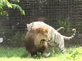 LION or TIGER "The VS debate"