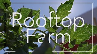 The Rooftop Farm at Boston Medical Center