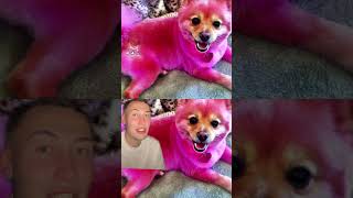 Jeffree Stars First Dog Diva Has Ped Away